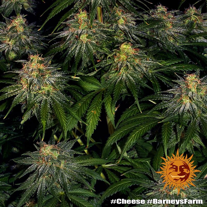 Cheese, Фасовка: 5, изображение 5